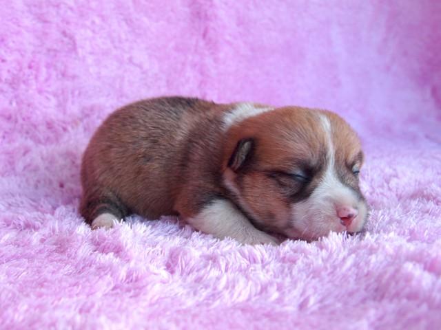 ウェルシュコーギーペンブローク