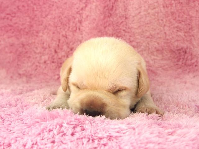 ラブラドールレトリーバー