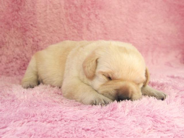 ラブラドールレトリーバー