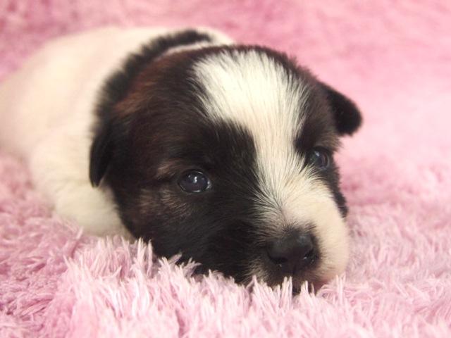 ジャックラッセルテリア