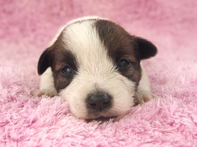 ジャックラッセルテリア