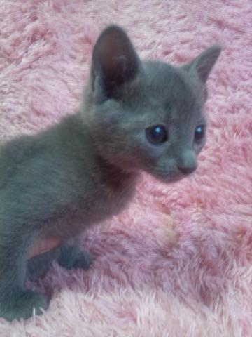 ロシアンブルー