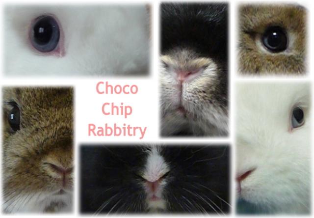 Choco Chip Rabbitry　～ネザーランドドワーフ専門ラビトリー（ブリーダー）～