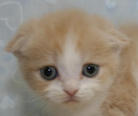 スコティッシュフォールド