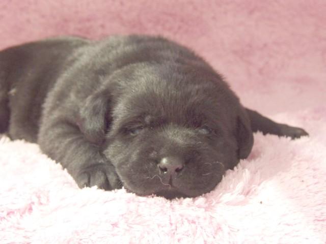 ラブラドールレトリーバー