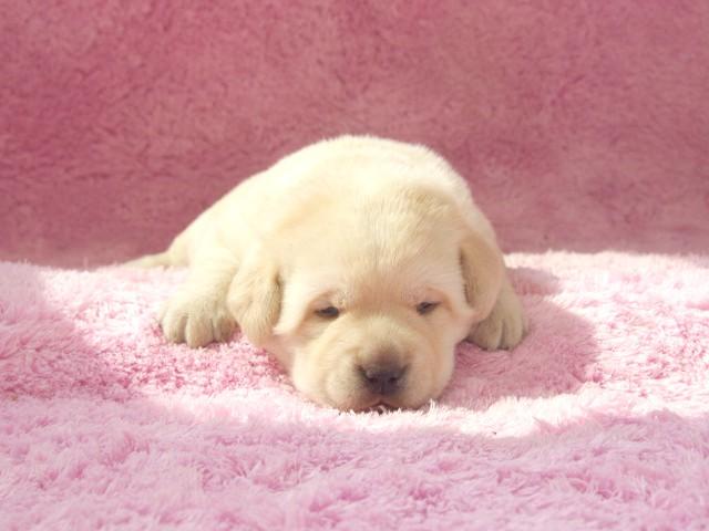 ラブラドールレトリーバー