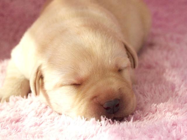 ラブラドールレトリーバー