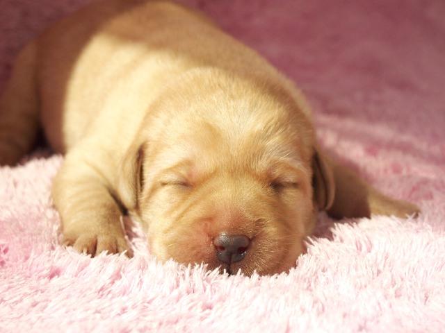 ラブラドールレトリーバー