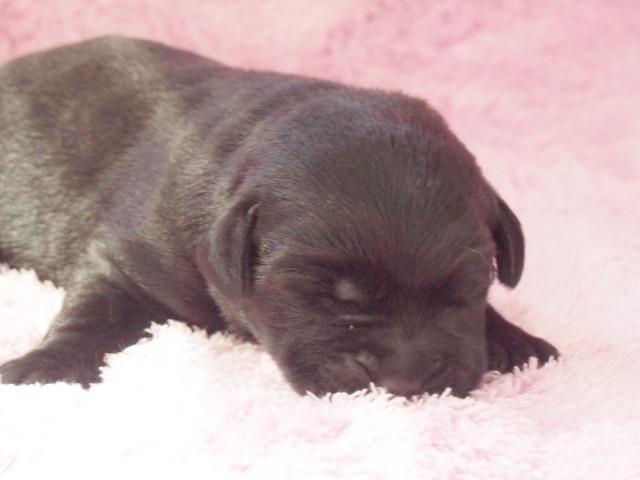 ラブラドールレトリーバー