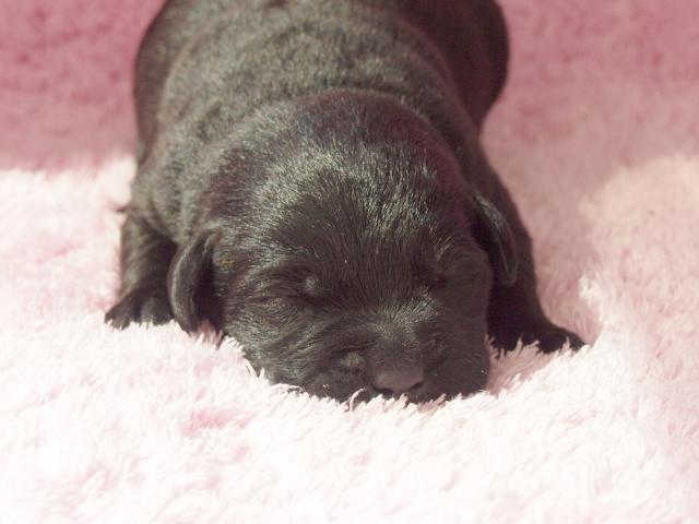 ラブラドールレトリーバー