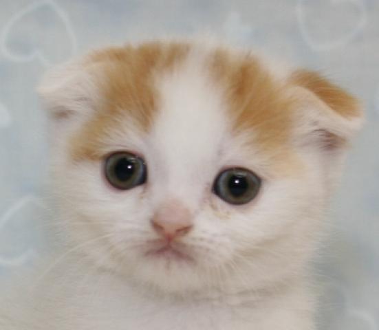 スコティッシュフォールド