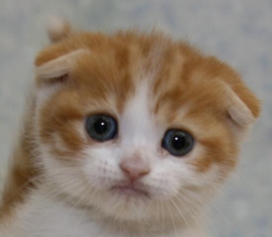 スコティッシュフォールド