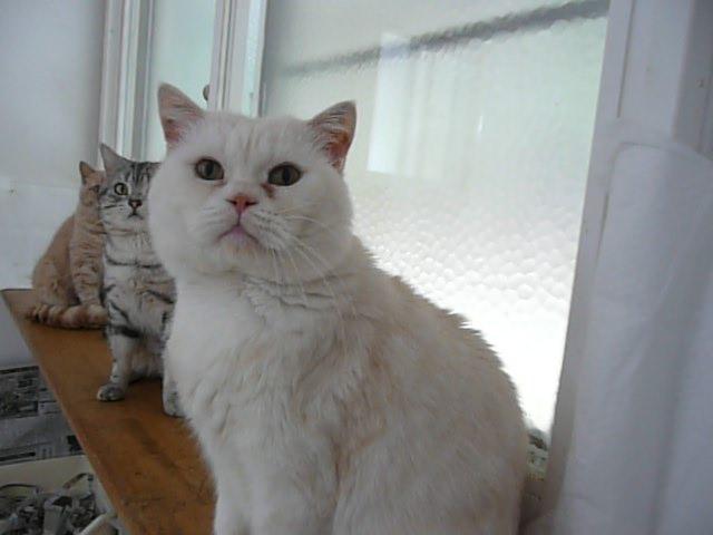 ブリティッシュショートヘア