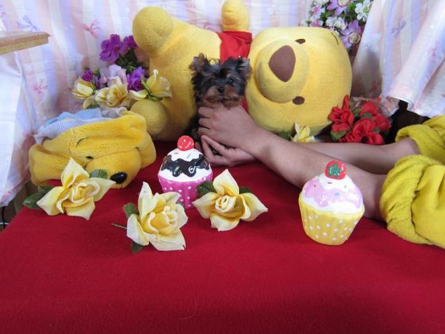 ヨークシャーテリア