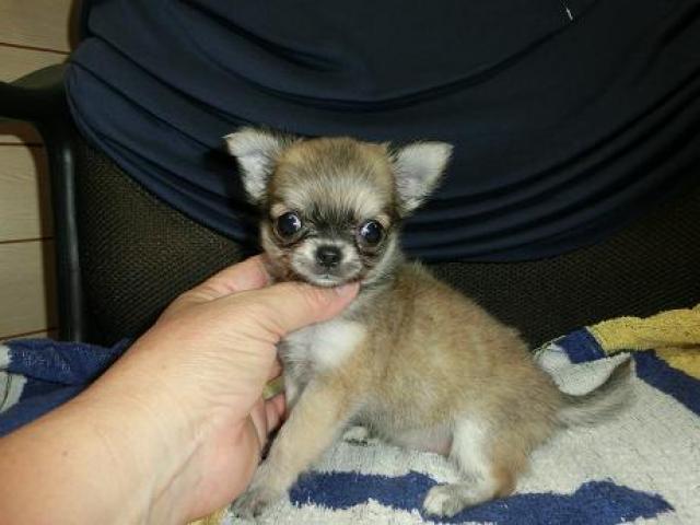 チワワ（ロングコート）