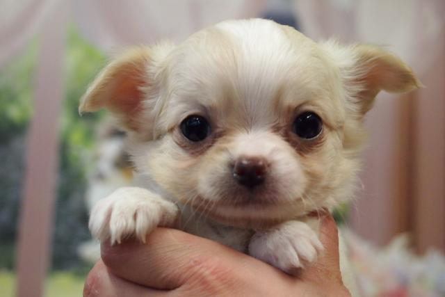 チワワ（ロングコート）