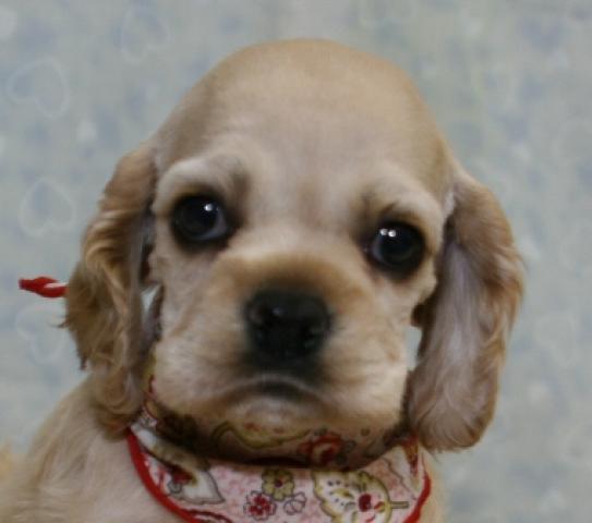 アメリカンコッカースパニエル