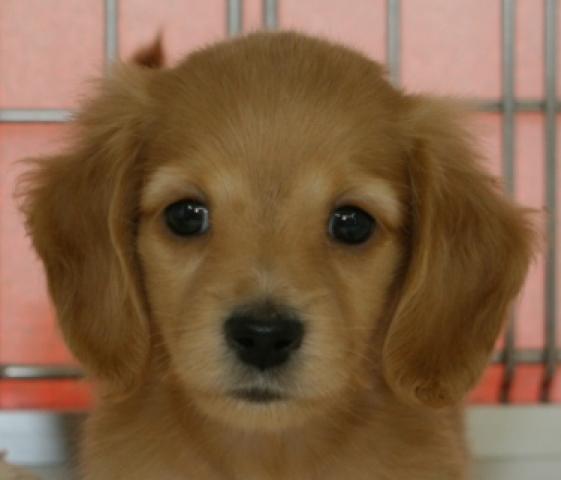 カニンヘンダックスフンド