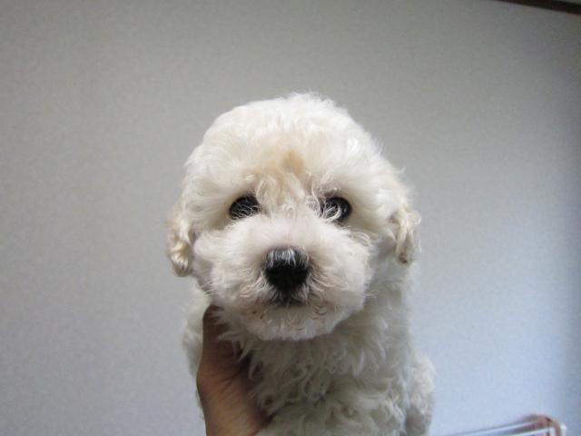 ビションフリーゼ