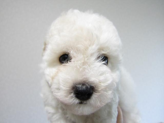 ビションフリーゼ