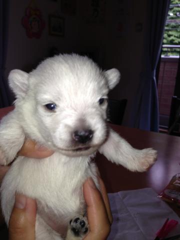 ウエストハイランドホワイトテリア