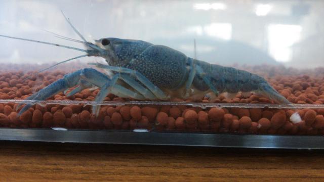 フロリダブルー(青ザリガニ)