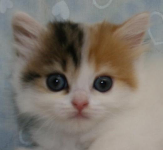 スコティッシュフォールド