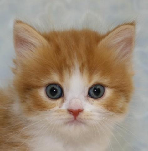 スコティッシュフォールド