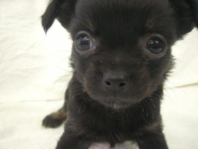 チワワ（ロングコート）