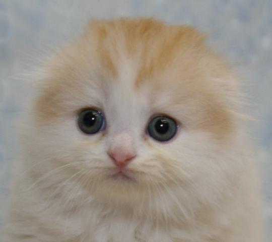 スコティッシュフォールド