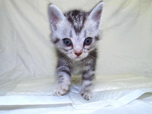 アメリカンショートヘアー