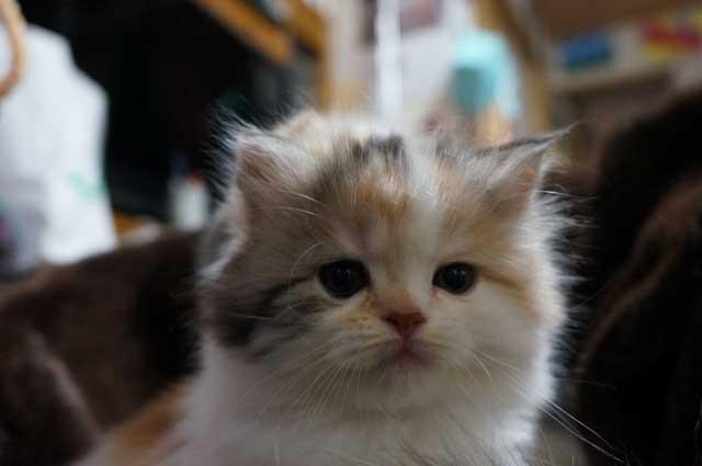 スコティッシュフォールド