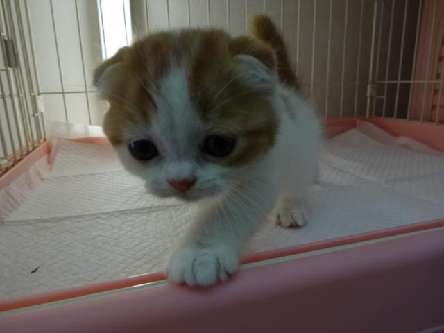 スコティッシュフォールド