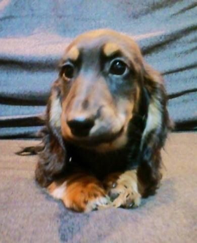 ミニチュアダックスフンド