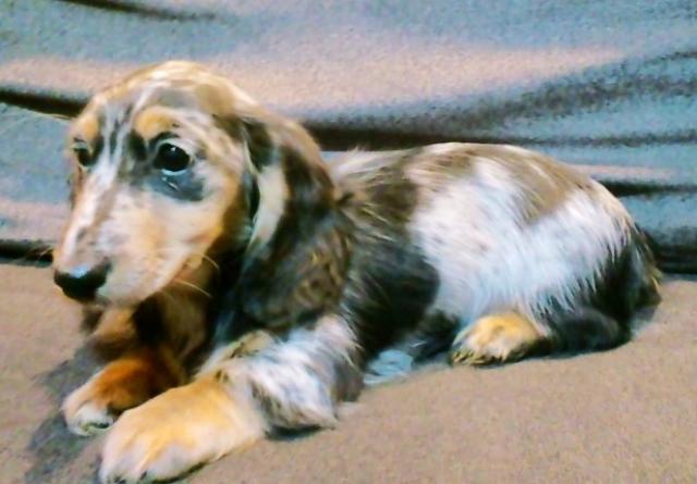 ミニチュアダックスフンド