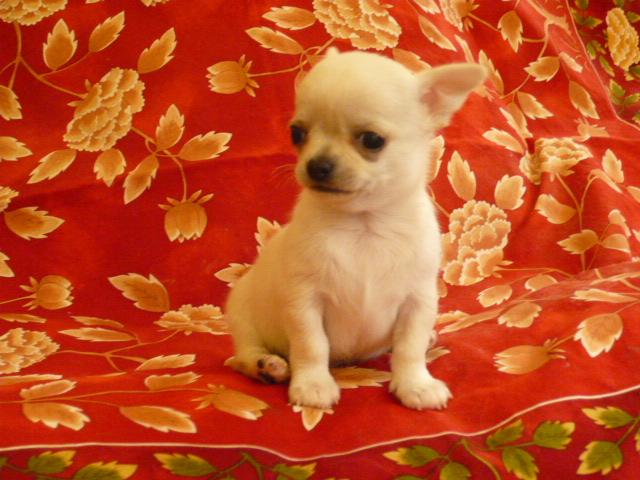 チワワ（スムースコート）