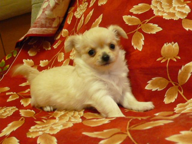 チワワ（ロングコート）