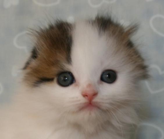 スコティッシュフォールド