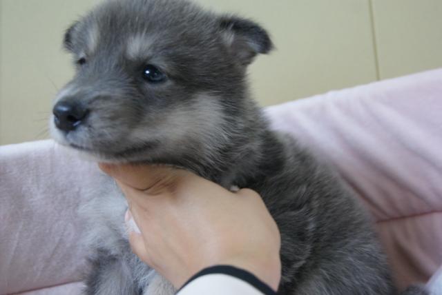 ハイブリッドウルフドッグ