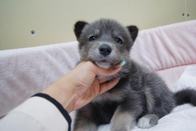 ハイブリッドウルフドッグ