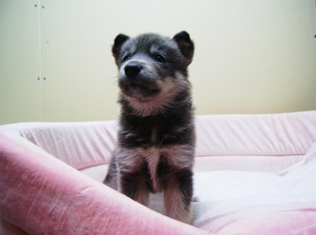 ハイブリッドウルフドッグ