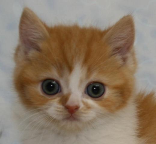 スコティッシュフォールド