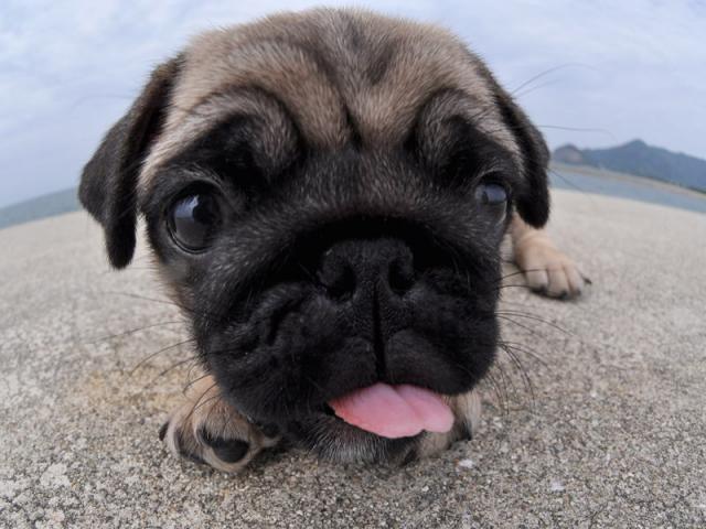 マイケル子犬直販