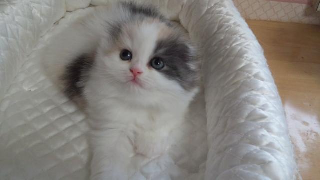 スコティッシュフォールド