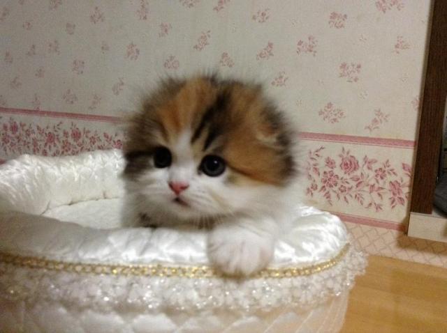 スコティッシュフォールド