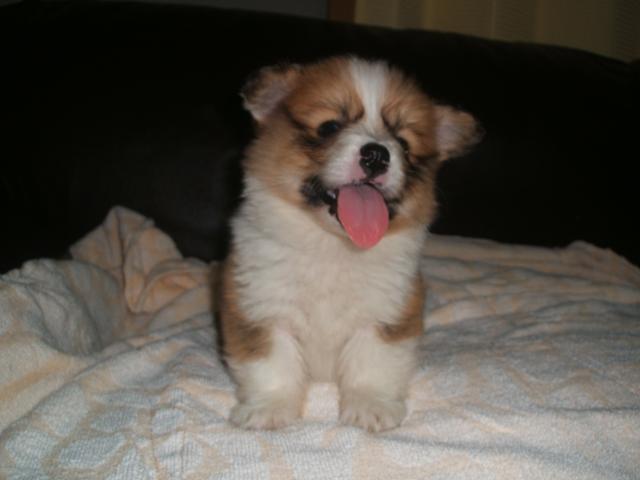 ウェルシュコーギーペンブローク