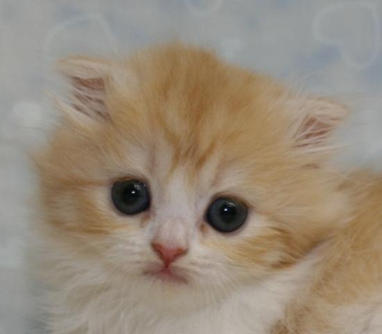 スコティッシュフォールド