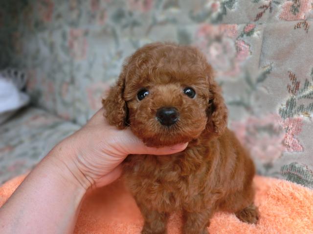 トイプードル