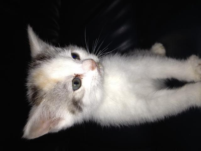 スコティッシュフォールド