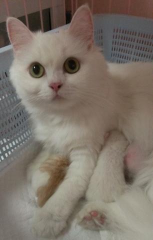 スコティッシュフォールド